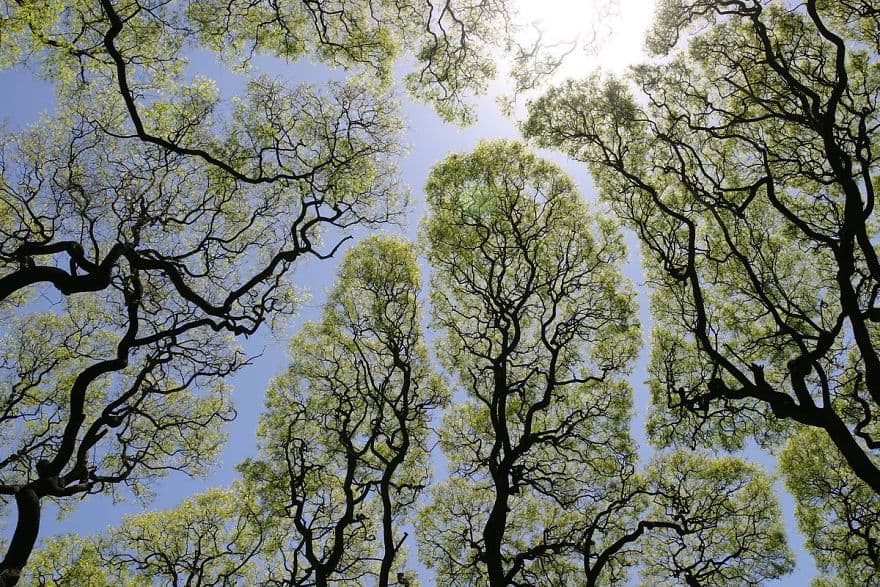 versdenkers-crown-shyness